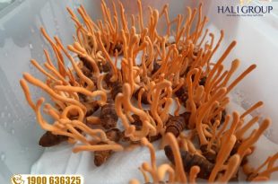 Nhà cung cấp đông trùng hạ thảo nguyên con khô Thiên Phúc tại HCM