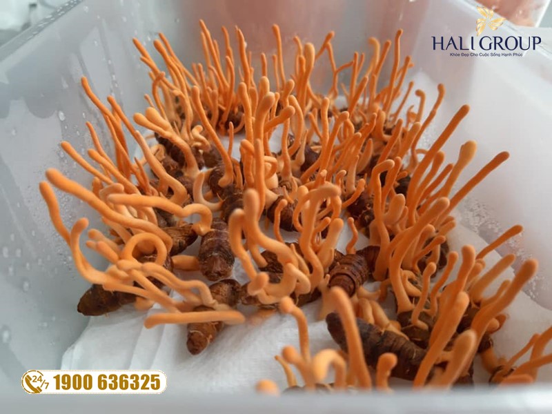 Nhà cung cấp đông trùng hạ thảo nguyên con khô Thiên Phúc tại HCM